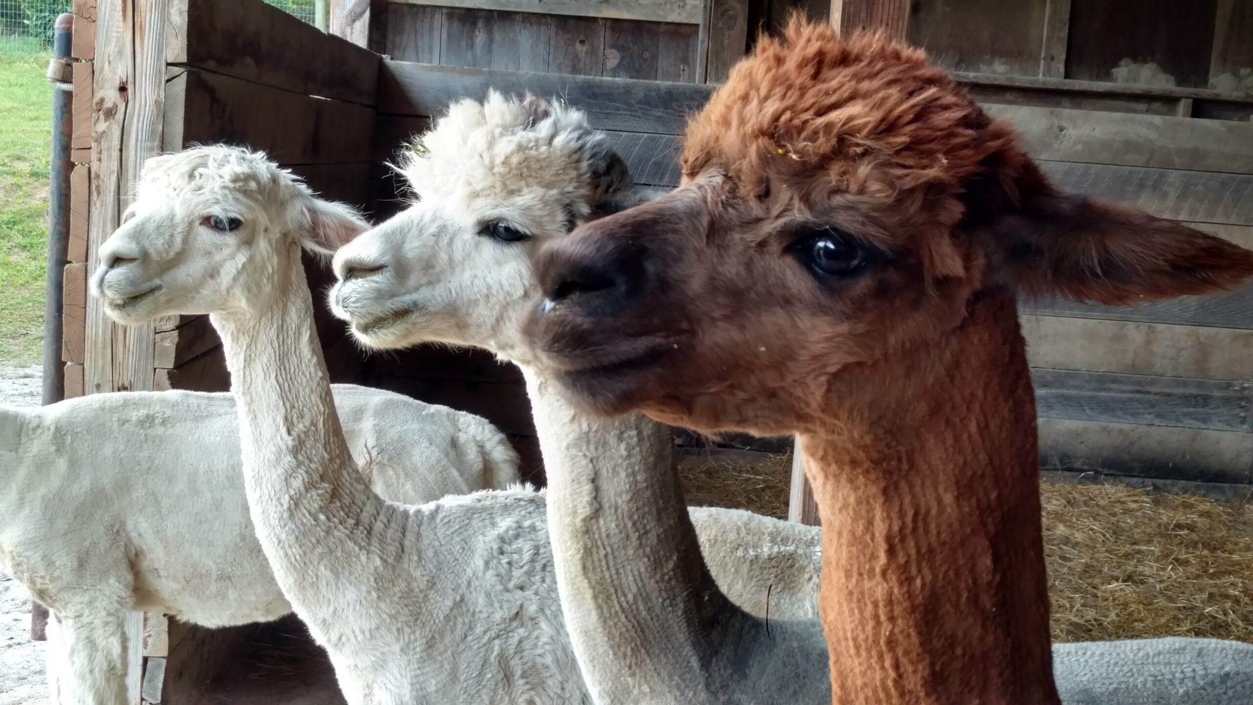 Three alpacas with different colored fur looking attentively.