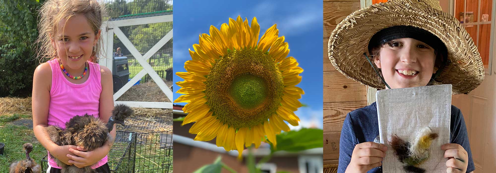 A vibrant sunflower with a large brown center against a clear blue sky.