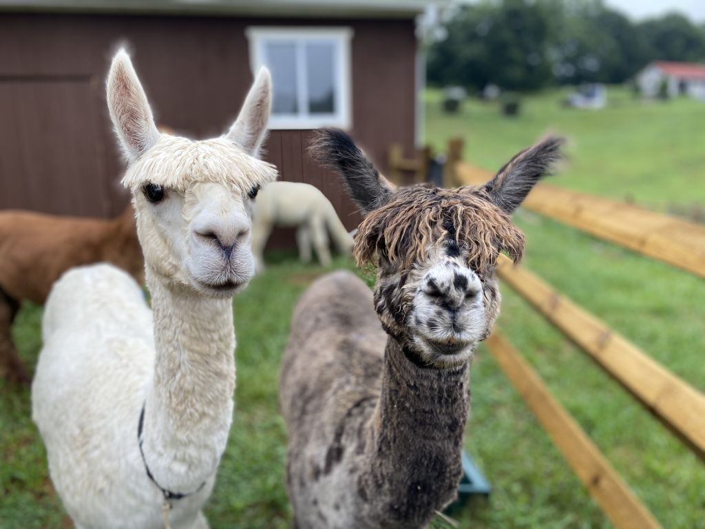 Alpacas Hotspot and Gus