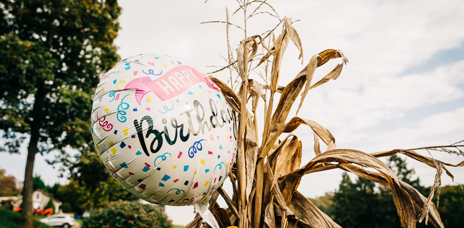A pumpkin painted with birthday decorations next to dried corn stalks.
