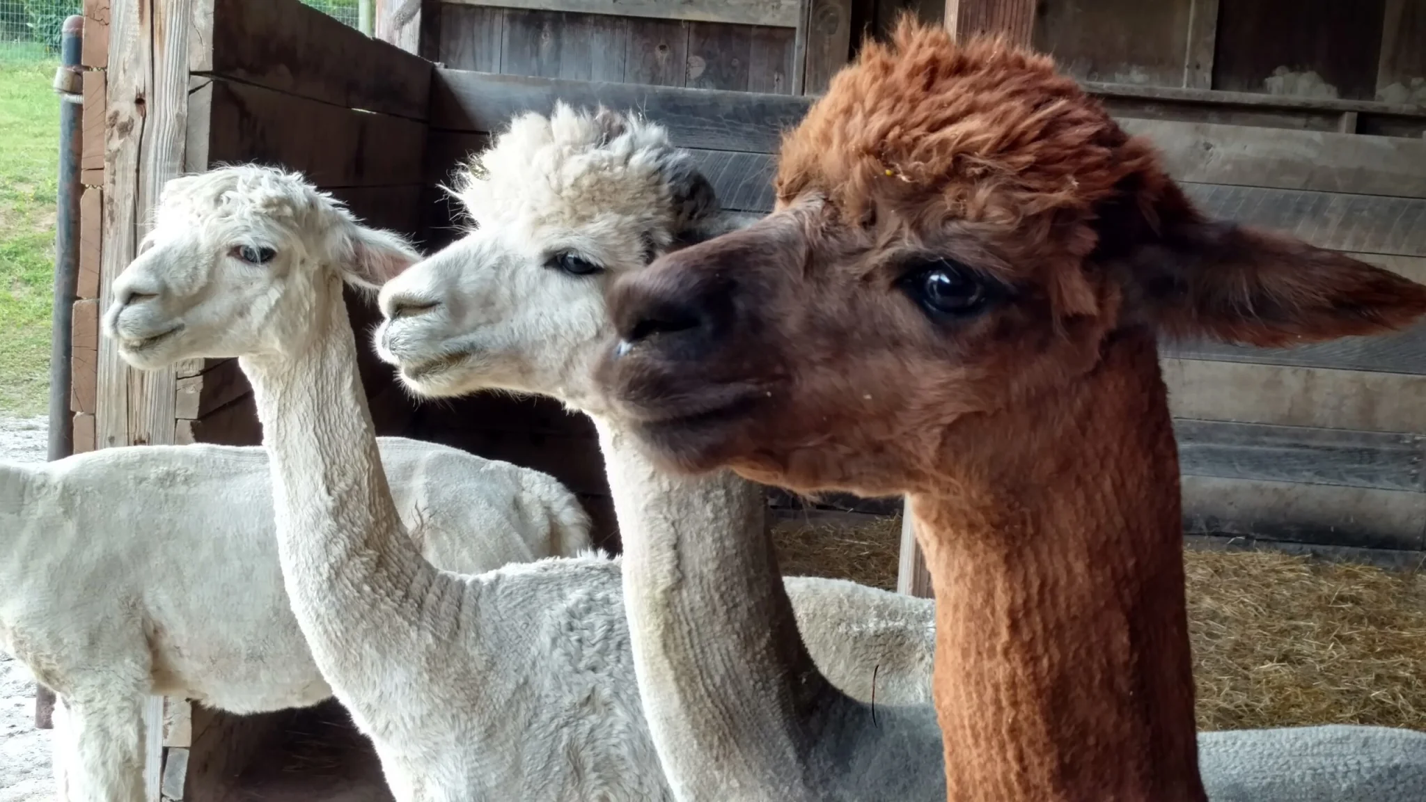 Three alpacas with different colored fur looking attentively.